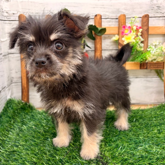 埼玉県のダップー(ダックス×プードル) (かねだい所沢店/2025年11月1日生まれ/女の子/ブラックタンホワイト)の子犬の2枚目の画像