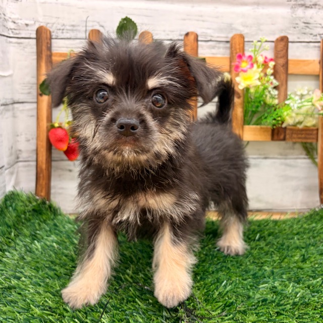 埼玉県のダップー(ダックス×プードル) (かねだい所沢店/2025年11月1日生まれ/女の子/ブラックタンホワイト)の子犬の3枚目の画像