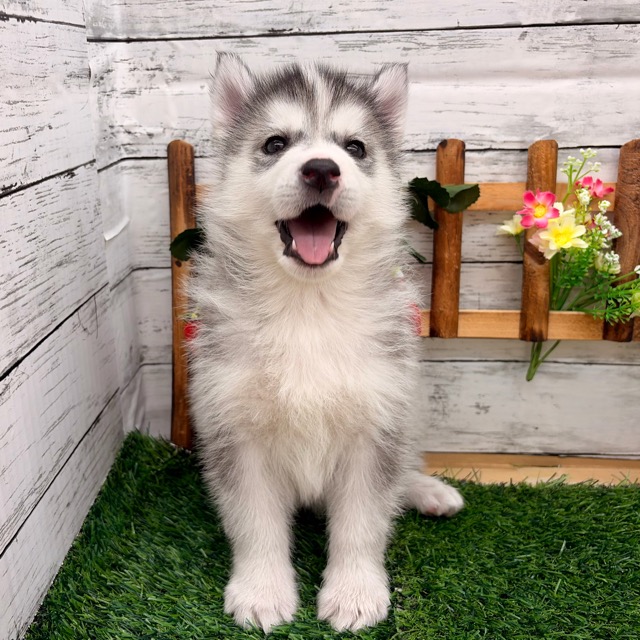 埼玉県のシベリアンハスキー (かねだい所沢店/2025年11月10日生まれ/女の子/シルバーホワイト)の子犬の1枚目の画像