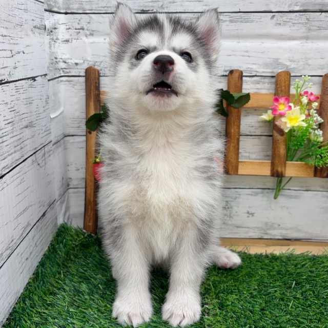 埼玉県のシベリアンハスキー (かねだい所沢店/2025年11月10日生まれ/女の子/シルバーホワイト)の子犬の3枚目の画像