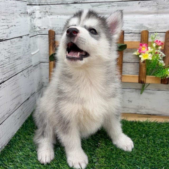 埼玉県のシベリアンハスキー (かねだい所沢店/2025年11月10日生まれ/女の子/シルバーホワイト)の子犬の4枚目の画像