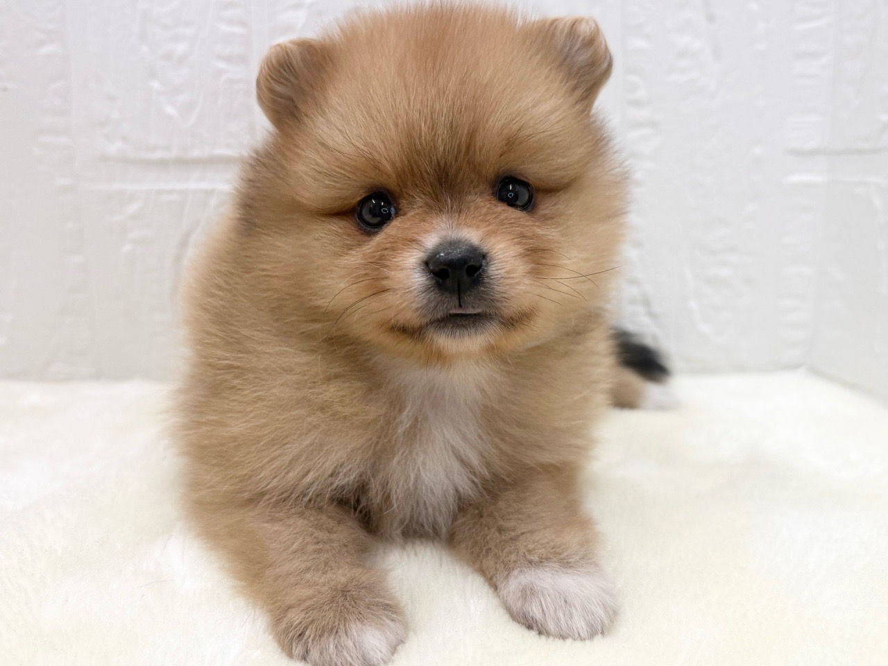 東京都のポメラニアン (かねだい青梅店/2025年11月10日生まれ/女の子/オレンジセーブルホワイト)の子犬の3枚目の画像