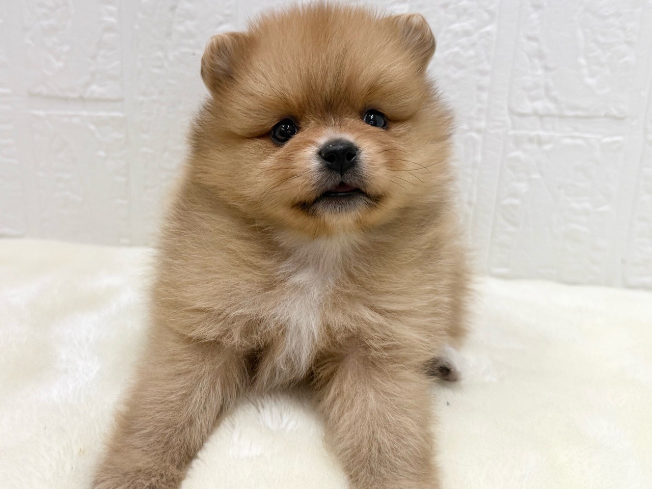 東京都のポメラニアン (かねだい青梅店/2025年11月10日生まれ/女の子/オレンジセーブルホワイト)の子犬の4枚目の画像