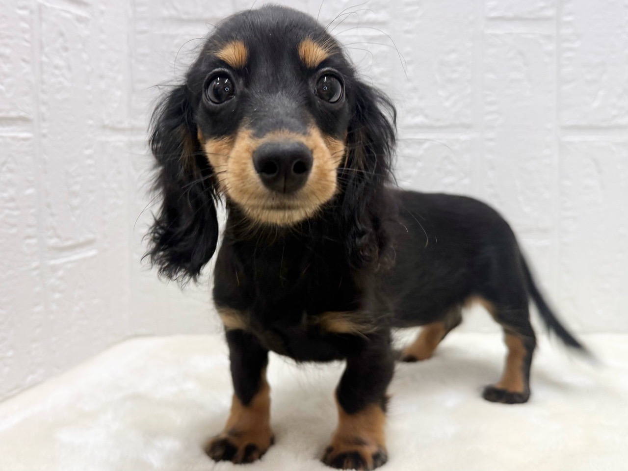 東京都のミニチュアダックスフンド(ロング) (かねだい青梅店/2025年9月21日生まれ/女の子/ブラックタン)の子犬の1枚目の画像