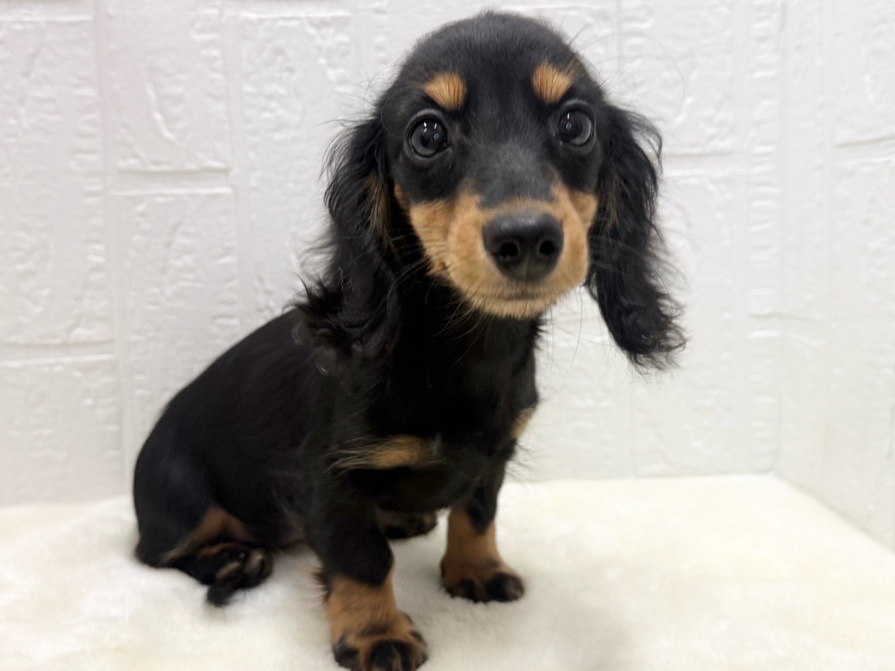 東京都のミニチュアダックスフンド(ロング) (かねだい青梅店/2025年9月21日生まれ/女の子/ブラックタン)の子犬の3枚目の画像