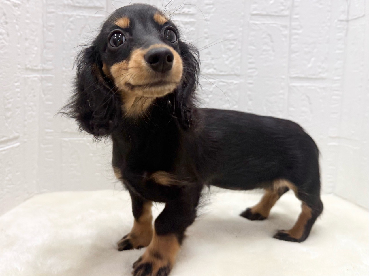 東京都のミニチュアダックスフンド(ロング) (かねだい青梅店/2025年9月21日生まれ/女の子/ブラックタン)の子犬の4枚目の画像