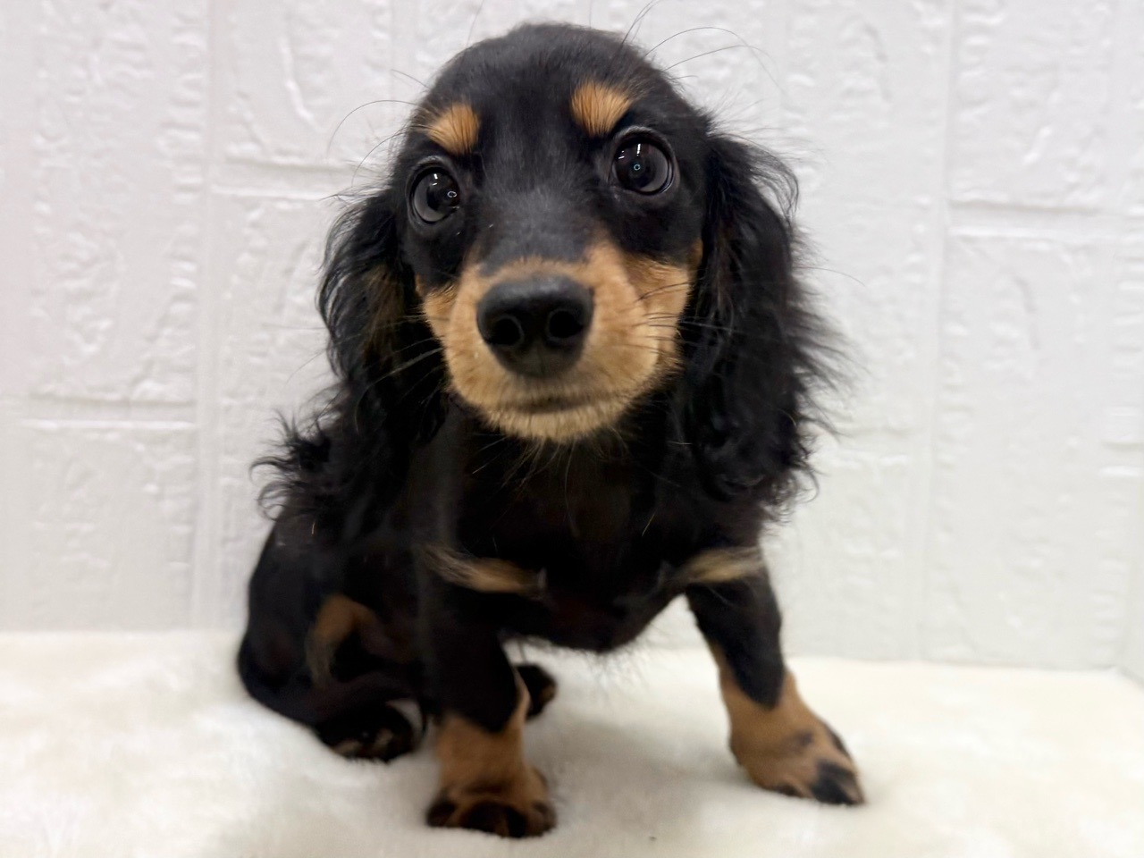 価格の安いミニチュア・ダックス♀1/7写真更新☆【動画あり】 / ペット