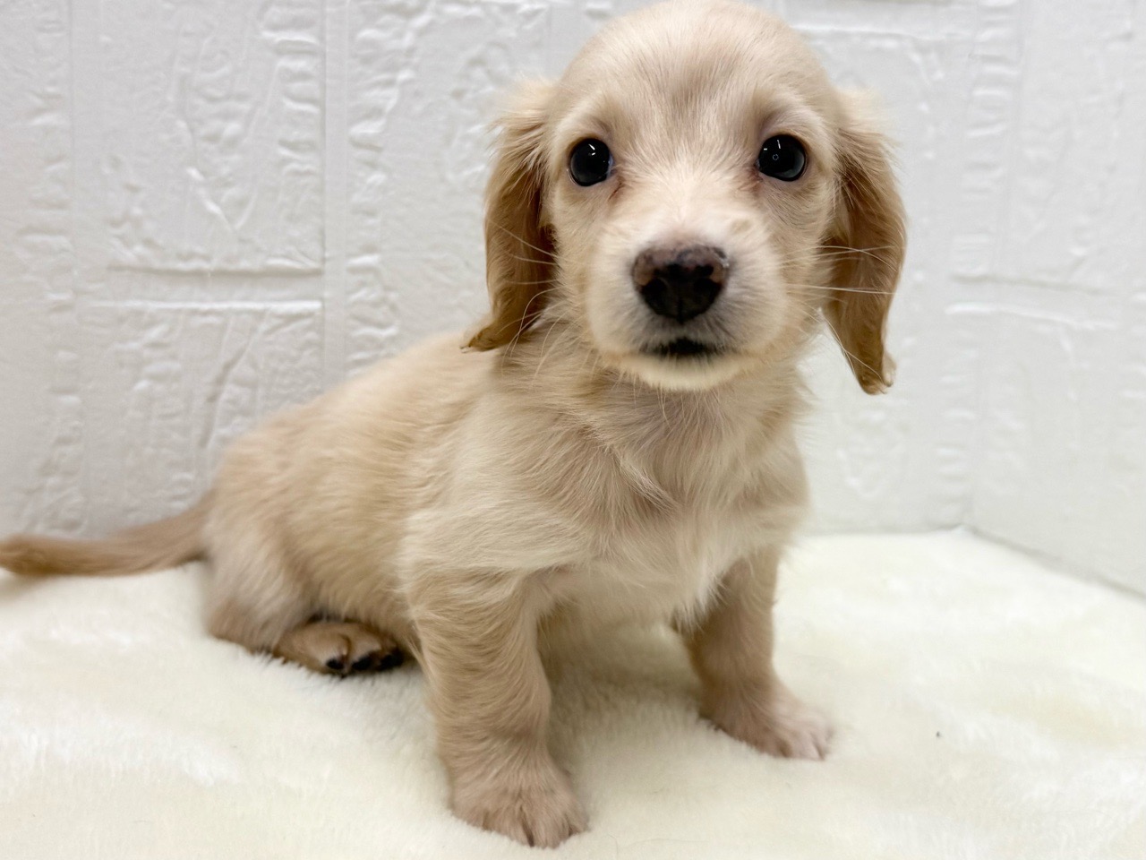 東京都のミニチュアダックスフンド(ロング) (かねだい青梅店/2025年10月31日生まれ/女の子/イエロー)の子犬の2枚目の画像