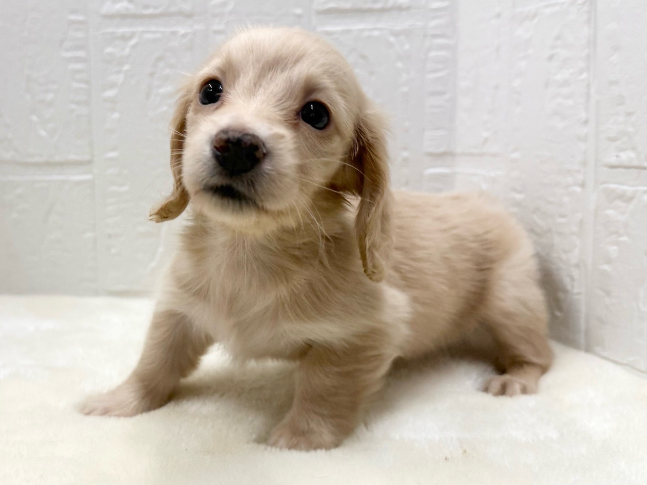 東京都のミニチュアダックスフンド(ロング) (かねだい青梅店/2025年10月31日生まれ/女の子/イエロー)の子犬の3枚目の画像