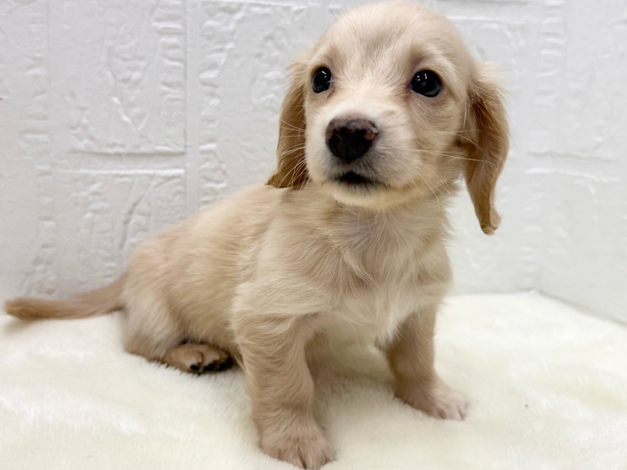 東京都のミニチュアダックスフンド(ロング) (かねだい青梅店/2025年10月31日生まれ/女の子/イエロー)の子犬の4枚目の画像