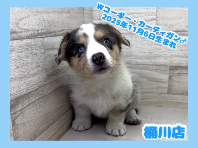 埼玉県のウェルシュコーギーカーディガン (かねだい桶川店/2025年11月6日生まれ/男の子/ブルーマール)の子犬の1枚目の画像