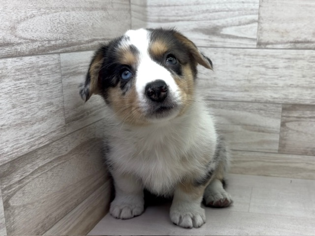 埼玉県のウェルシュコーギーカーディガン (かねだい桶川店/2025年11月6日生まれ/男の子/ブルーマール)の子犬の2枚目の画像