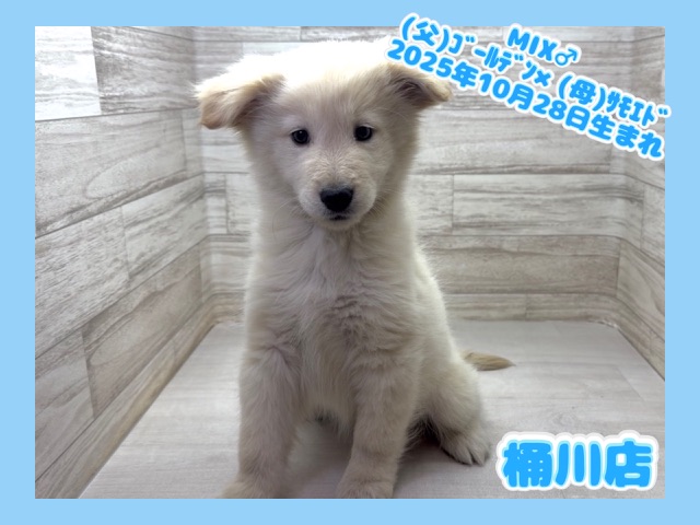 埼玉県のハーフ犬・ミックス犬 (かねだい桶川店/2025年10月28日生まれ/男の子/クリーム)の子犬の1枚目の画像