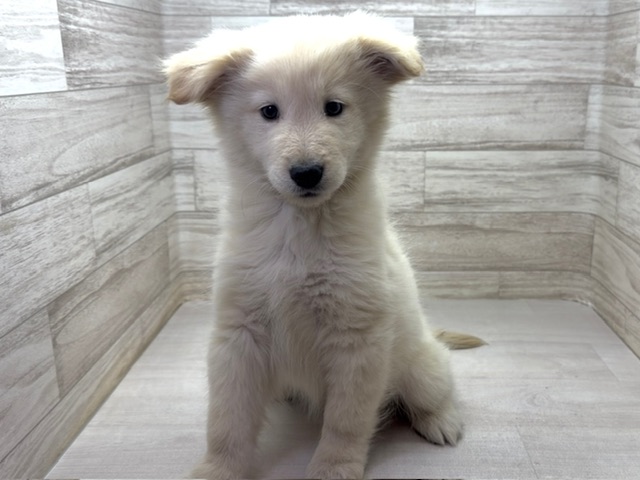 埼玉県のハーフ犬・ミックス犬 (かねだい桶川店/2025年10月28日生まれ/男の子/クリーム)の子犬の2枚目の画像