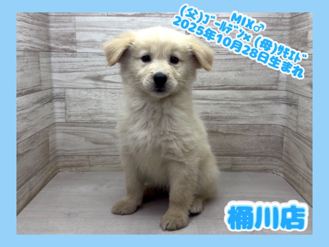 埼玉県のハーフ犬・ミックス犬 (かねだい桶川店/2025年10月28日生まれ/男の子/クリーム)の子犬の1枚目の画像
