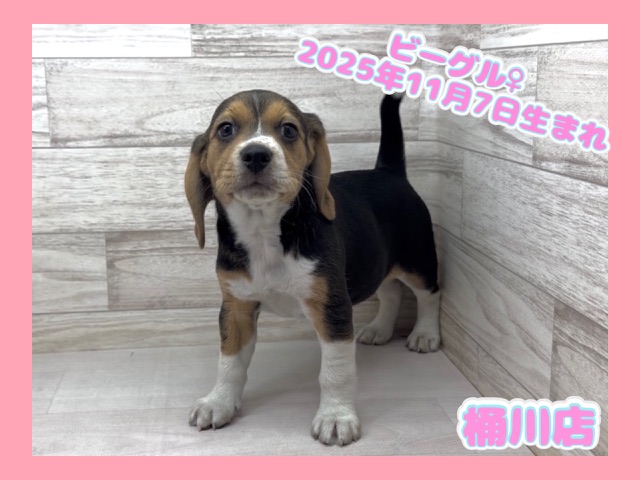 埼玉県のビーグル (かねだい桶川店/2025年11月7日生まれ/女の子/ブラックタンホワイト)の子犬の1枚目の画像
