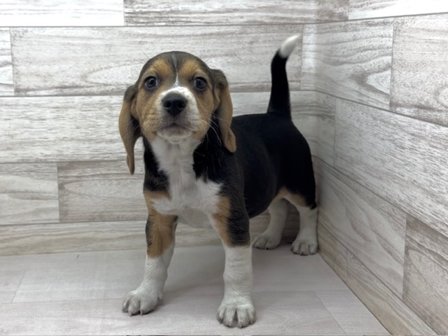 埼玉県のビーグル (かねだい桶川店/2025年11月7日生まれ/女の子/ブラックタンホワイト)の子犬の2枚目の画像