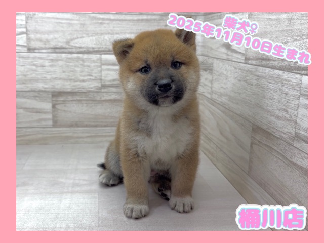 埼玉県の柴犬(標準サイズ) (かねだい桶川店/2025年11月10日生まれ/女の子/赤)の子犬の1枚目の画像