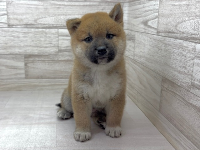 埼玉県の柴犬(標準サイズ) (かねだい桶川店/2025年11月10日生まれ/女の子/赤)の子犬の2枚目の画像