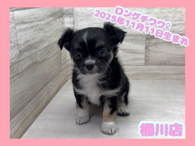 埼玉県のチワワ(ロング) (かねだい桶川店/2025年11月11日生まれ/女の子/ブラックタンホワイト)の子犬の1枚目の画像