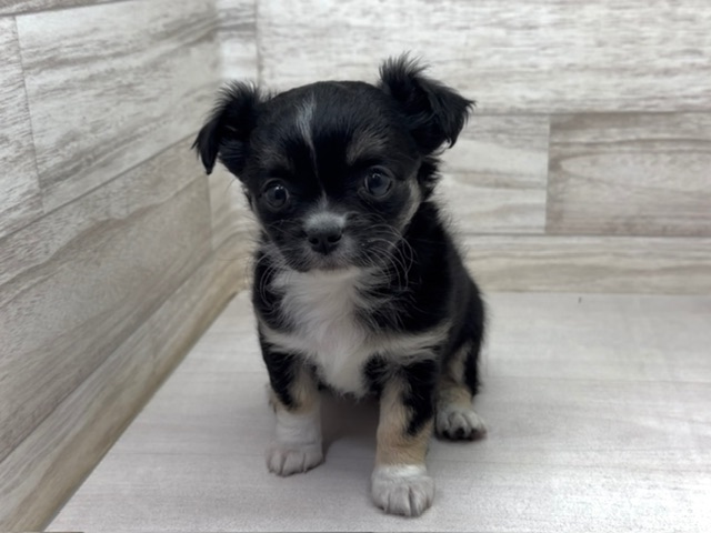 埼玉県のチワワ(ロング) (かねだい桶川店/2025年11月11日生まれ/女の子/ブラックタンホワイト)の子犬の2枚目の画像