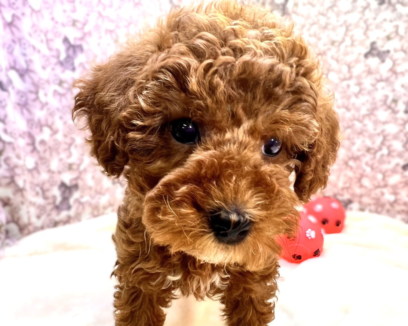 茨城県のトイプードル(トイ) (かねだいペットトライアル利根川/2025年10月18日生まれ/男の子/レッド)の子犬の1枚目の画像