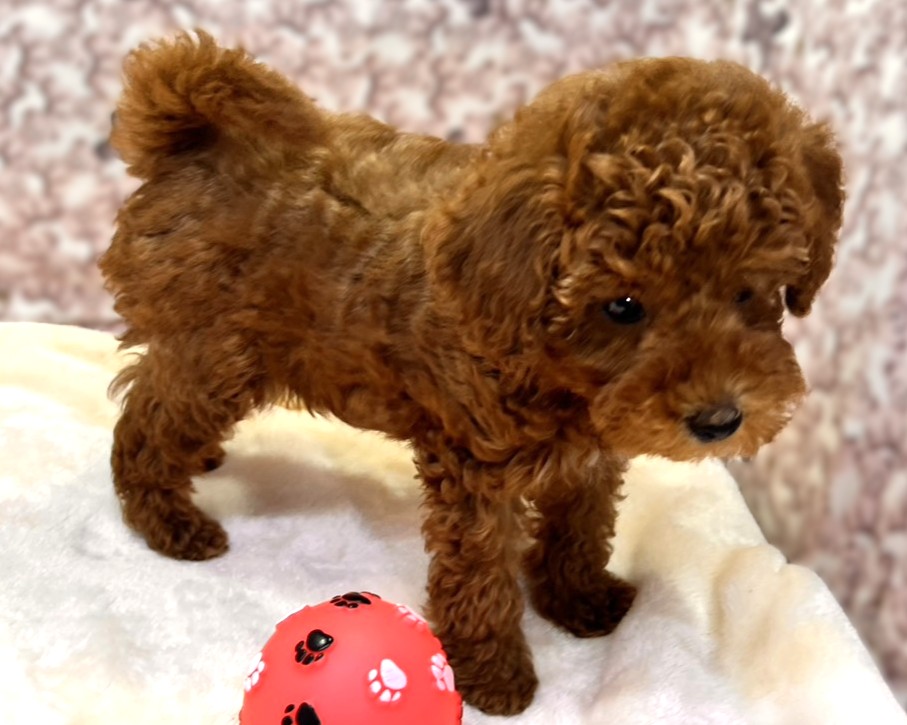 茨城県のトイプードル(トイ) (かねだいペットトライアル利根川/2025年10月18日生まれ/男の子/レッド)の子犬の2枚目の画像