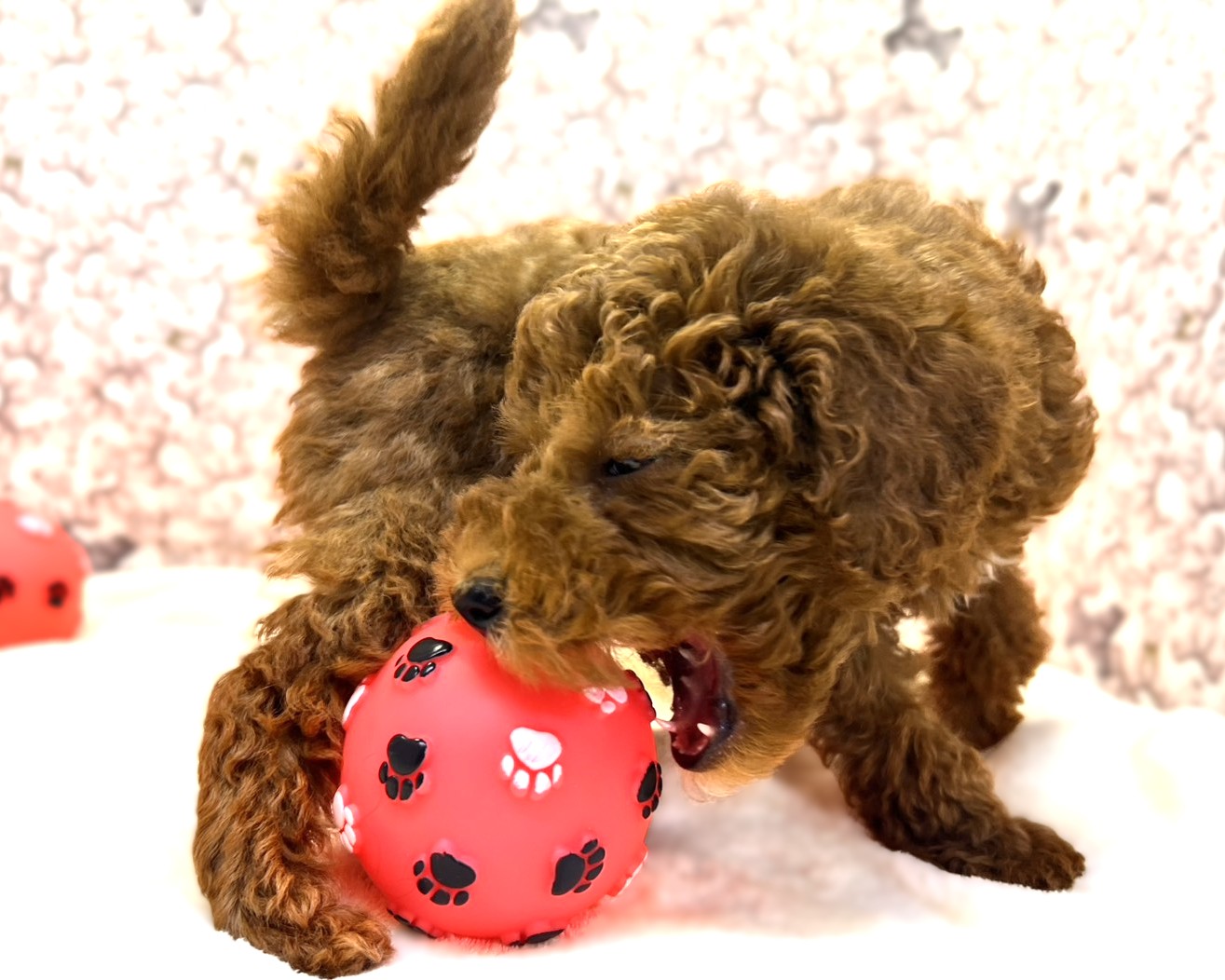 茨城県のトイプードル(トイ) (かねだいペットトライアル利根川/2025年10月18日生まれ/男の子/レッド)の子犬の4枚目の画像