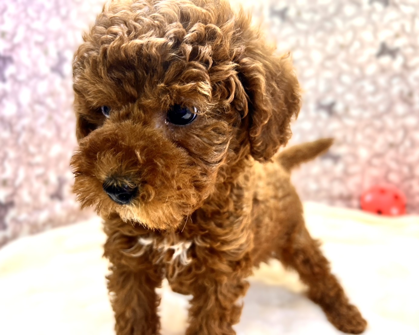 価格の安い⭐運命の出会い応援価格♡人懐こさ満点レッドプードルくん