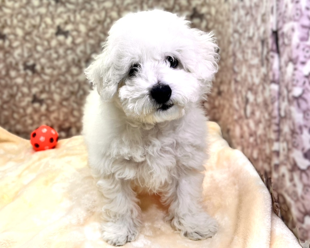 茨城県のビションフリーゼ (かねだいペットトライアル利根川/2025年9月21日生まれ/男の子/ホワイト)の子犬の2枚目の画像