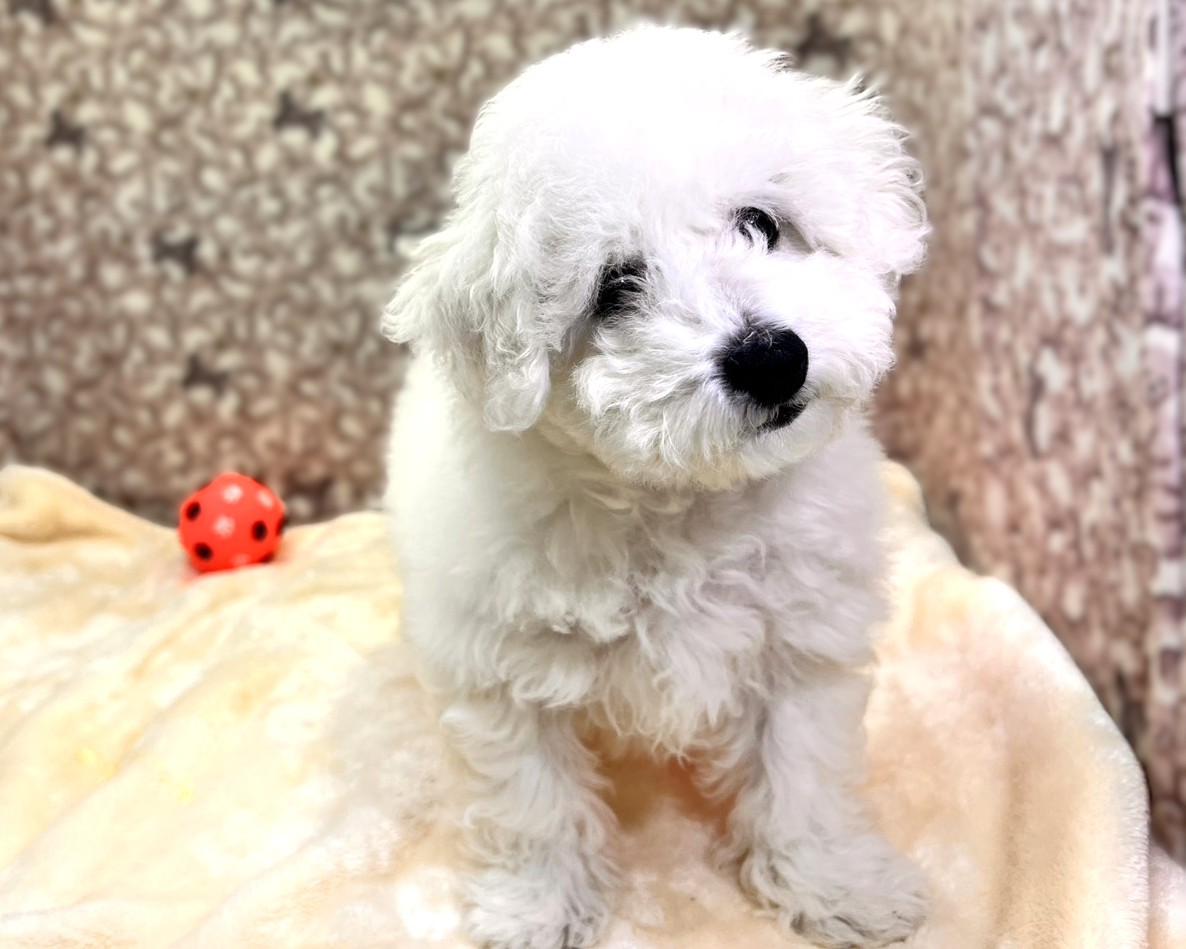 茨城県のビションフリーゼ (かねだいペットトライアル利根川/2025年9月21日生まれ/男の子/ホワイト)の子犬の3枚目の画像