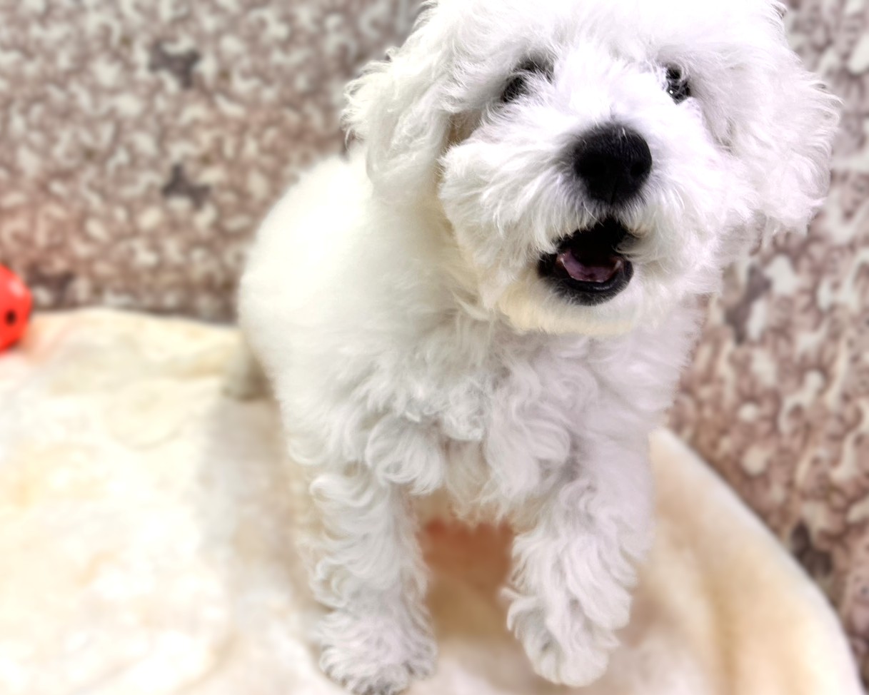 茨城県のビションフリーゼ (かねだいペットトライアル利根川/2025年9月21日生まれ/男の子/ホワイト)の子犬の4枚目の画像