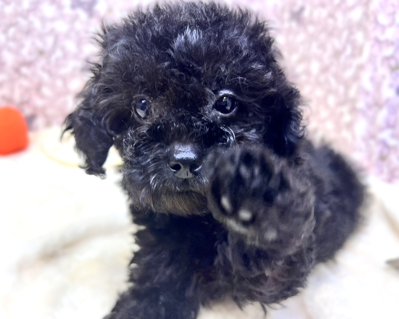 茨城県のトイプードル(トイ) (かねだいペットトライアル利根川/2025年10月15日生まれ/女の子/ブラック)の子犬の1枚目の画像