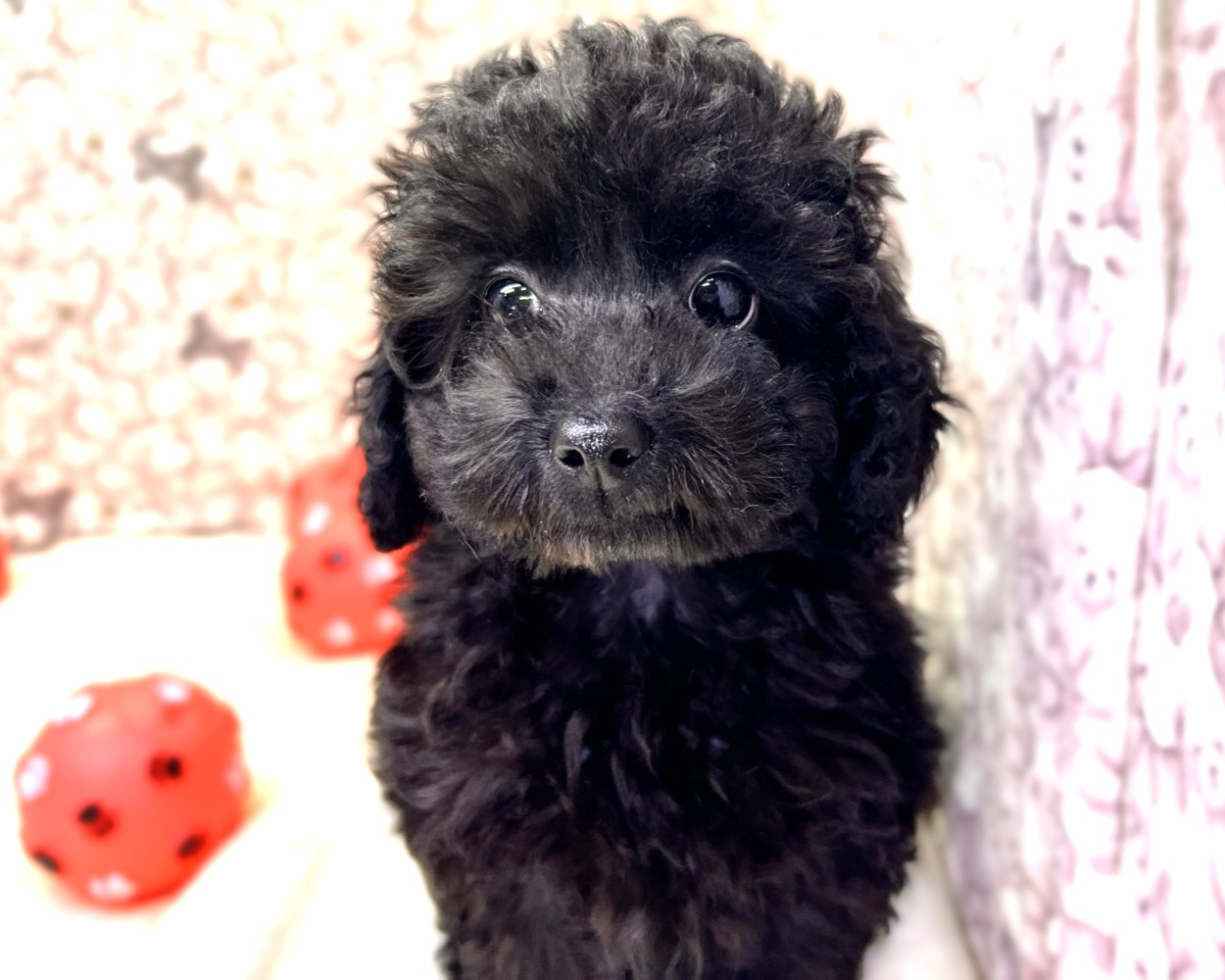 茨城県のトイプードル(トイ) (かねだいペットトライアル利根川/2025年10月15日生まれ/女の子/ブラック)の子犬の2枚目の画像