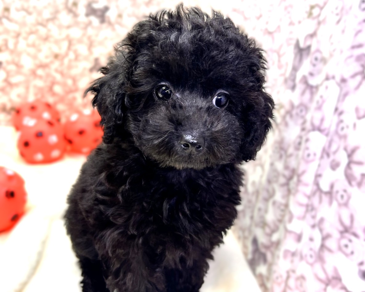 茨城県のトイプードル(トイ) (かねだいペットトライアル利根川/2025年10月15日生まれ/女の子/ブラック)の子犬の3枚目の画像