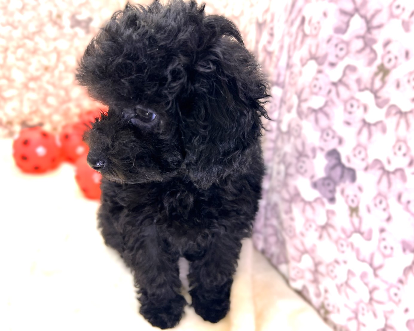 茨城県のトイプードル(トイ) (かねだいペットトライアル利根川/2025年10月15日生まれ/女の子/ブラック)の子犬の4枚目の画像