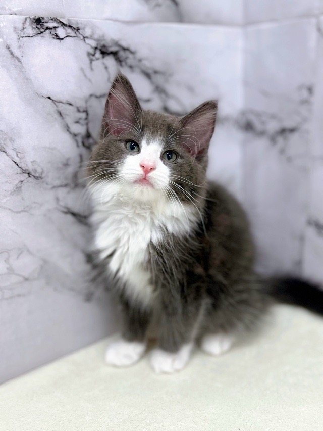 神奈川県のノルウェージャンフォレストキャット (かねだい東戸塚店/2025年10月23日生まれ/女の子/ブルーホワイト)の子猫の1枚目の画像