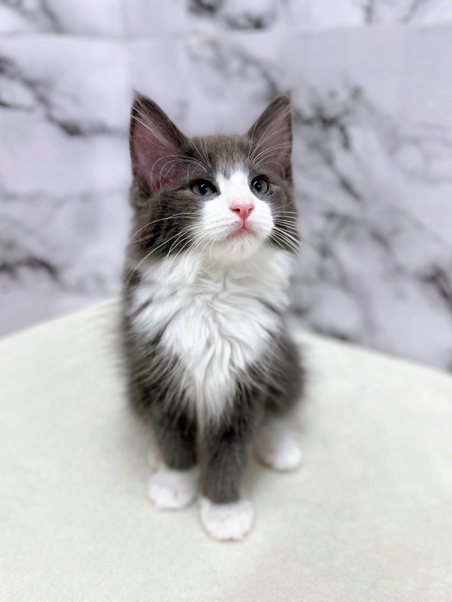 神奈川県のノルウェージャンフォレストキャット (かねだい東戸塚店/2025年10月23日生まれ/女の子/ブルーホワイト)の子猫の3枚目の画像