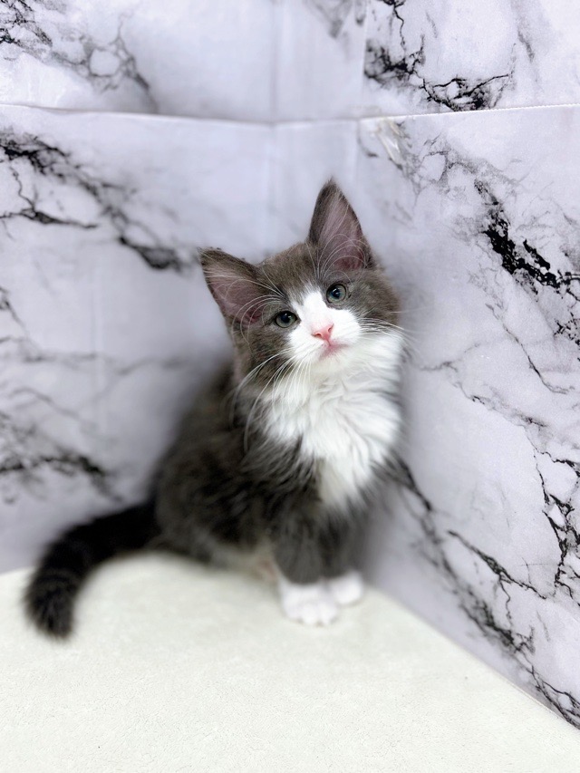 神奈川県のノルウェージャンフォレストキャット (かねだい東戸塚店/2025年10月23日生まれ/女の子/ブルーホワイト)の子猫の4枚目の画像