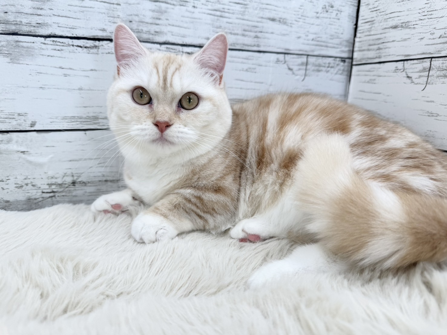 新潟県のミヌエット (かねだいペットトライアル魚沼/2025年4月27日生まれ/女の子/クリームタビーホワイト)の子猫の2枚目の画像