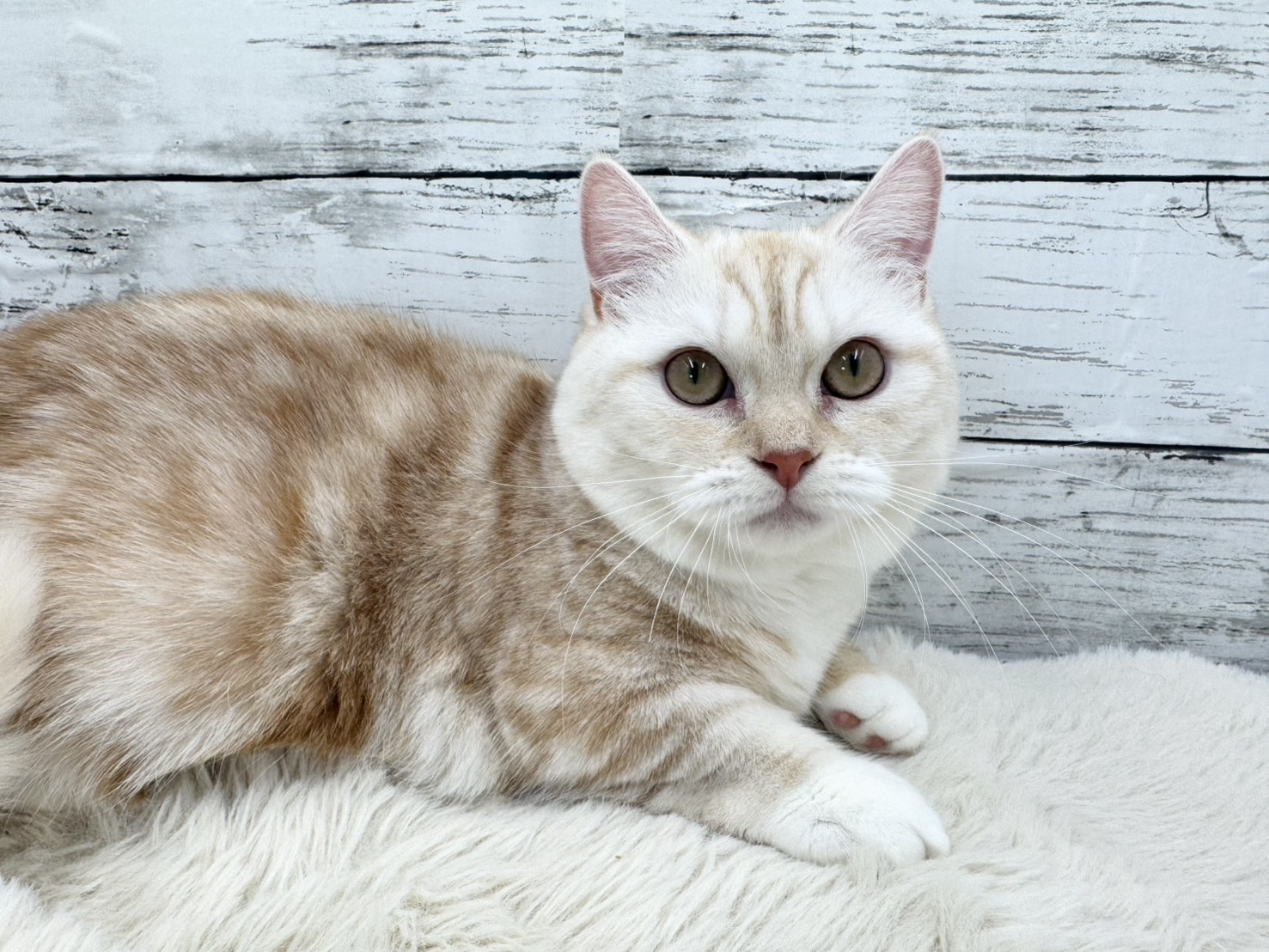 新潟県のミヌエット (かねだいペットトライアル魚沼/2025年4月27日生まれ/女の子/クリームタビーホワイト)の子猫の3枚目の画像