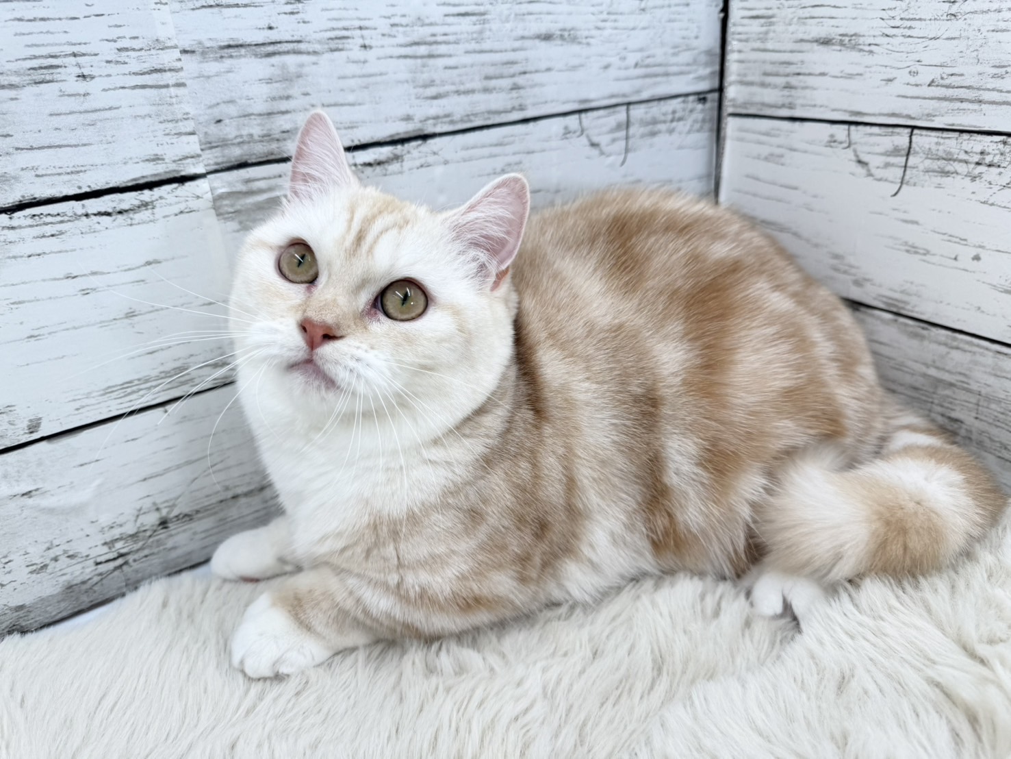 新潟県のミヌエット (かねだいペットトライアル魚沼/2025年4月27日生まれ/女の子/クリームタビーホワイト)の子猫の4枚目の画像