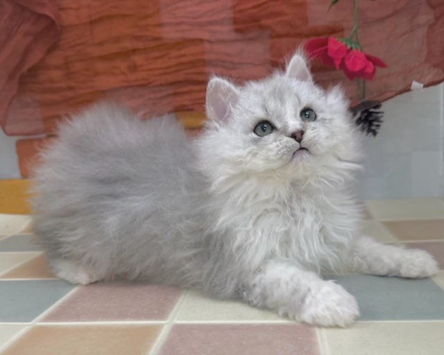 群馬県のセルカークレックス (かねだいペットトライアル前橋/2025年10月7日生まれ/男の子/シルバータビーホワイト)の子猫の3枚目の画像