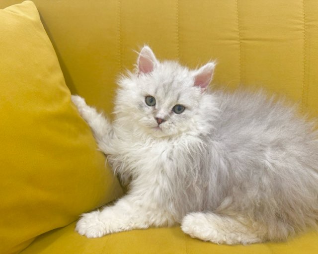 群馬県のセルカークレックス (かねだいペットトライアル前橋/2025年10月7日生まれ/男の子/シルバータビーホワイト)の子猫の4枚目の画像