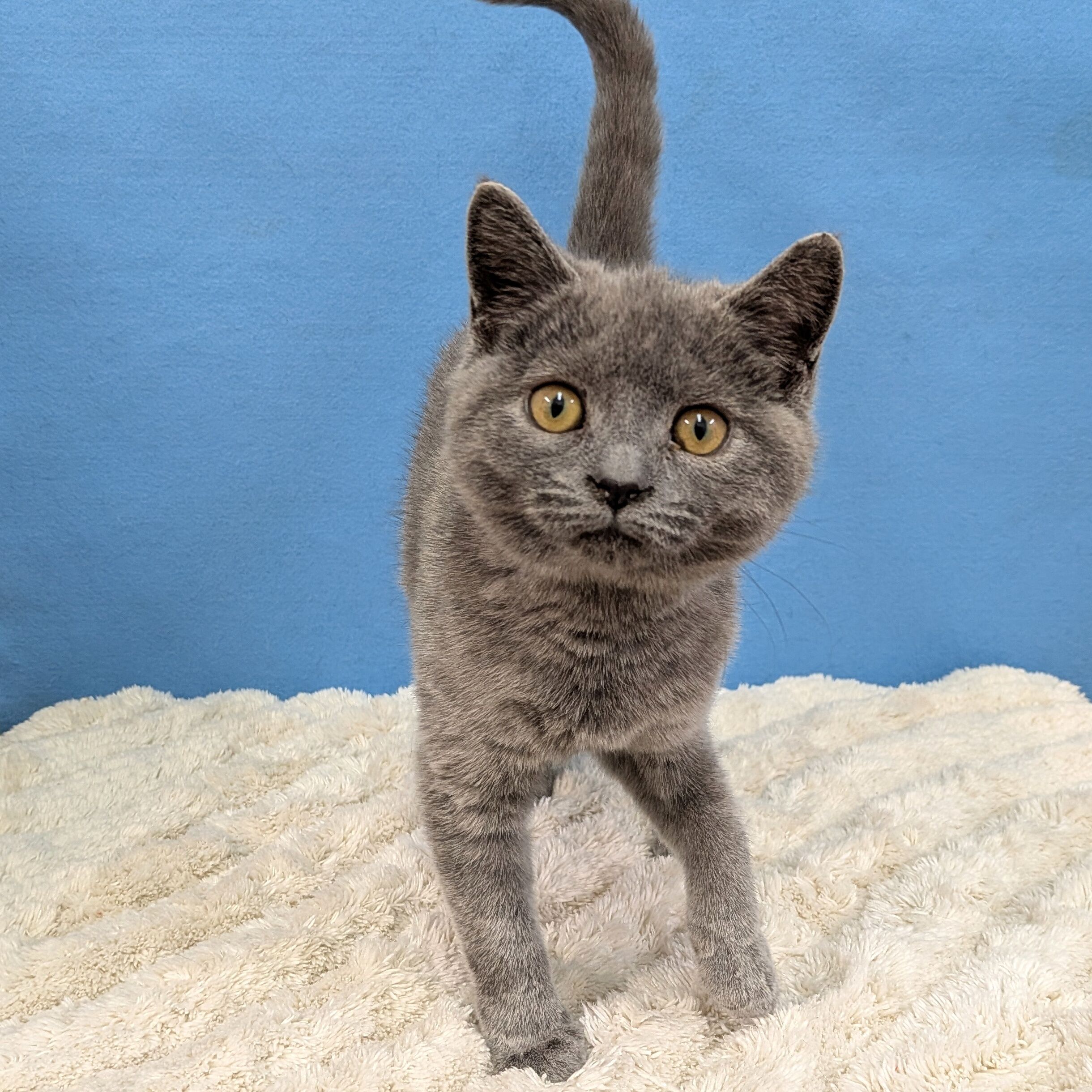 千葉県のスコティッシュフォールド (かねだい四街道店/2025年9月5日生まれ/女の子/ブルー)の子猫の2枚目の画像