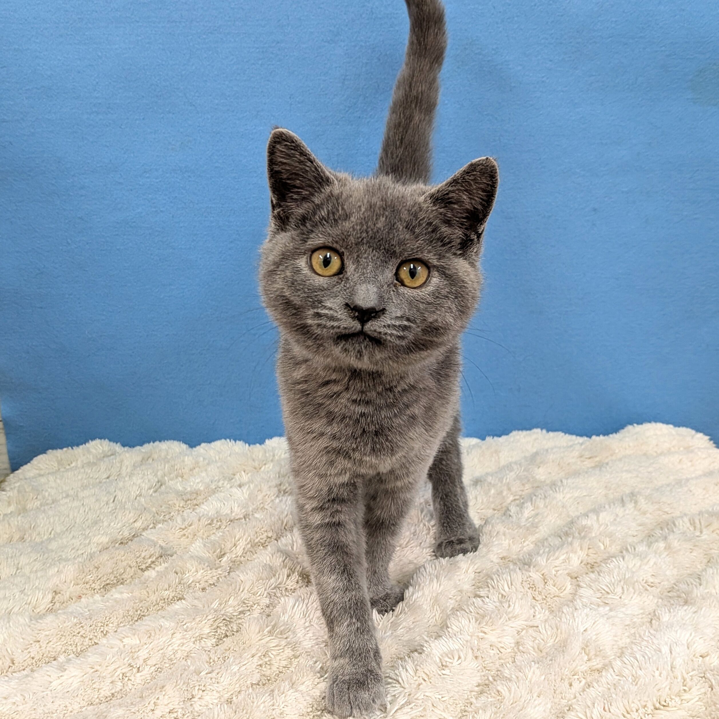 千葉県のスコティッシュフォールド (かねだい四街道店/2025年9月5日生まれ/女の子/ブルー)の子猫の3枚目の画像