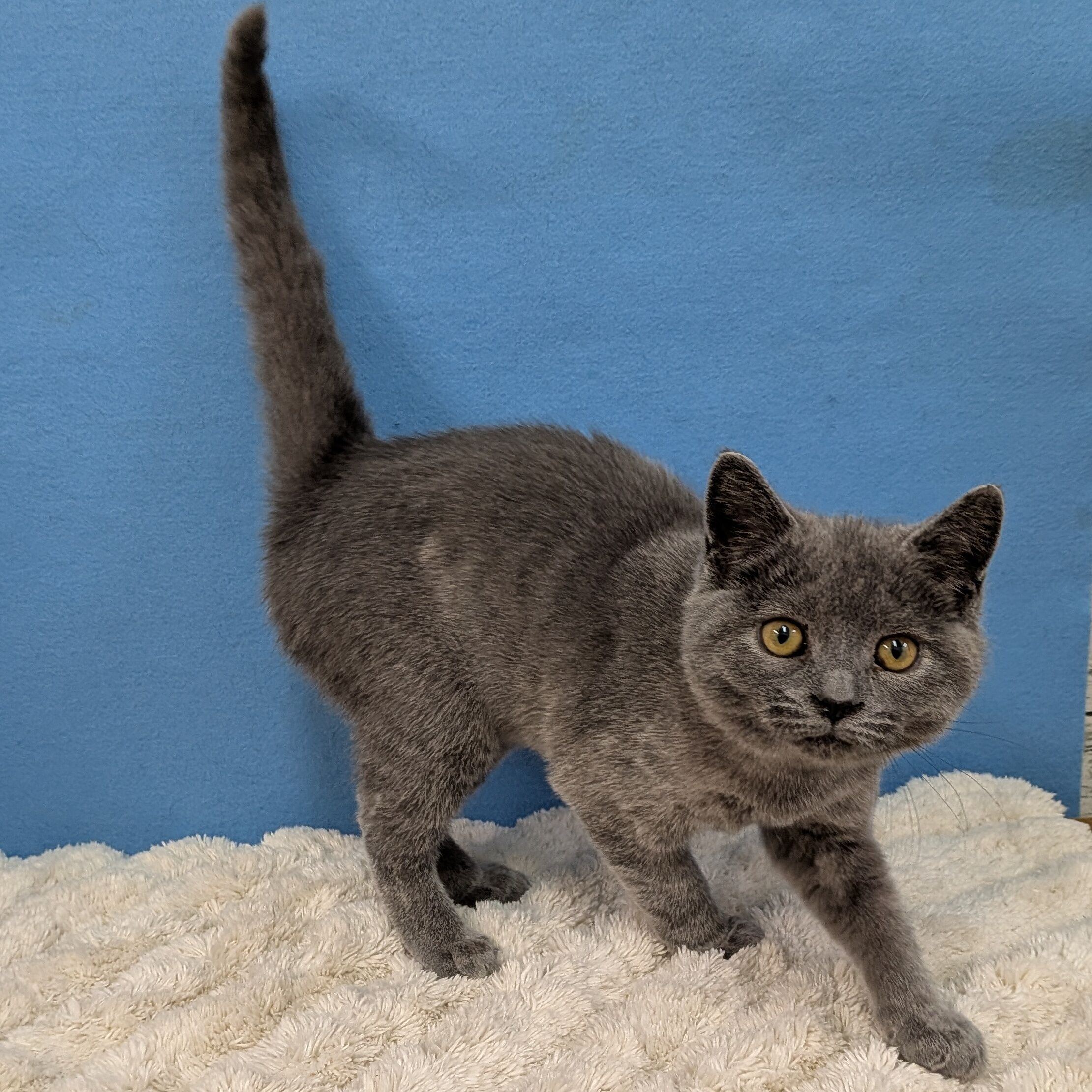 千葉県のスコティッシュフォールド (かねだい四街道店/2025年9月5日生まれ/女の子/ブルー)の子猫の4枚目の画像