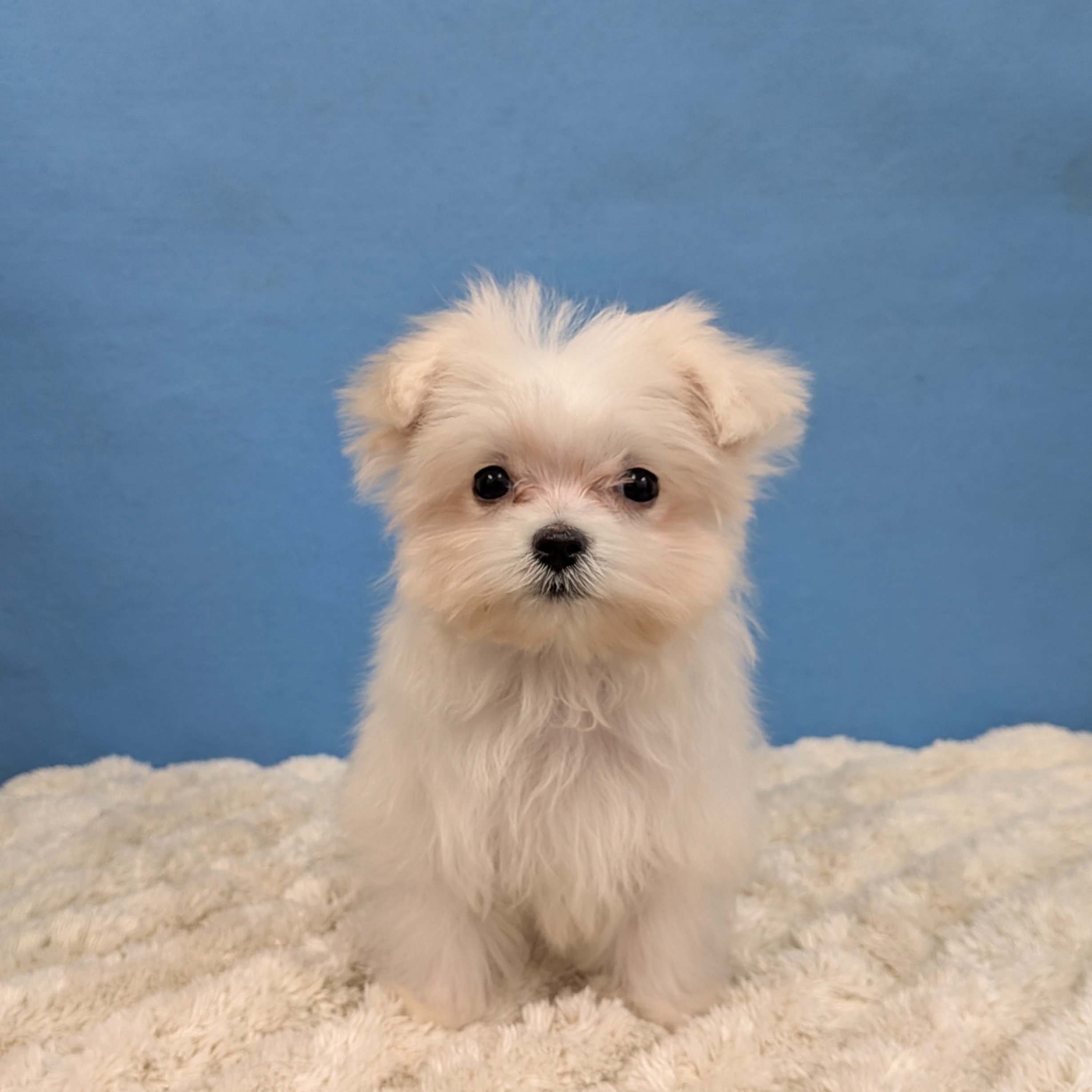 千葉県のマルチーズ (かねだい四街道店/2025年10月19日生まれ/男の子/ホワイト)の子犬の1枚目の画像