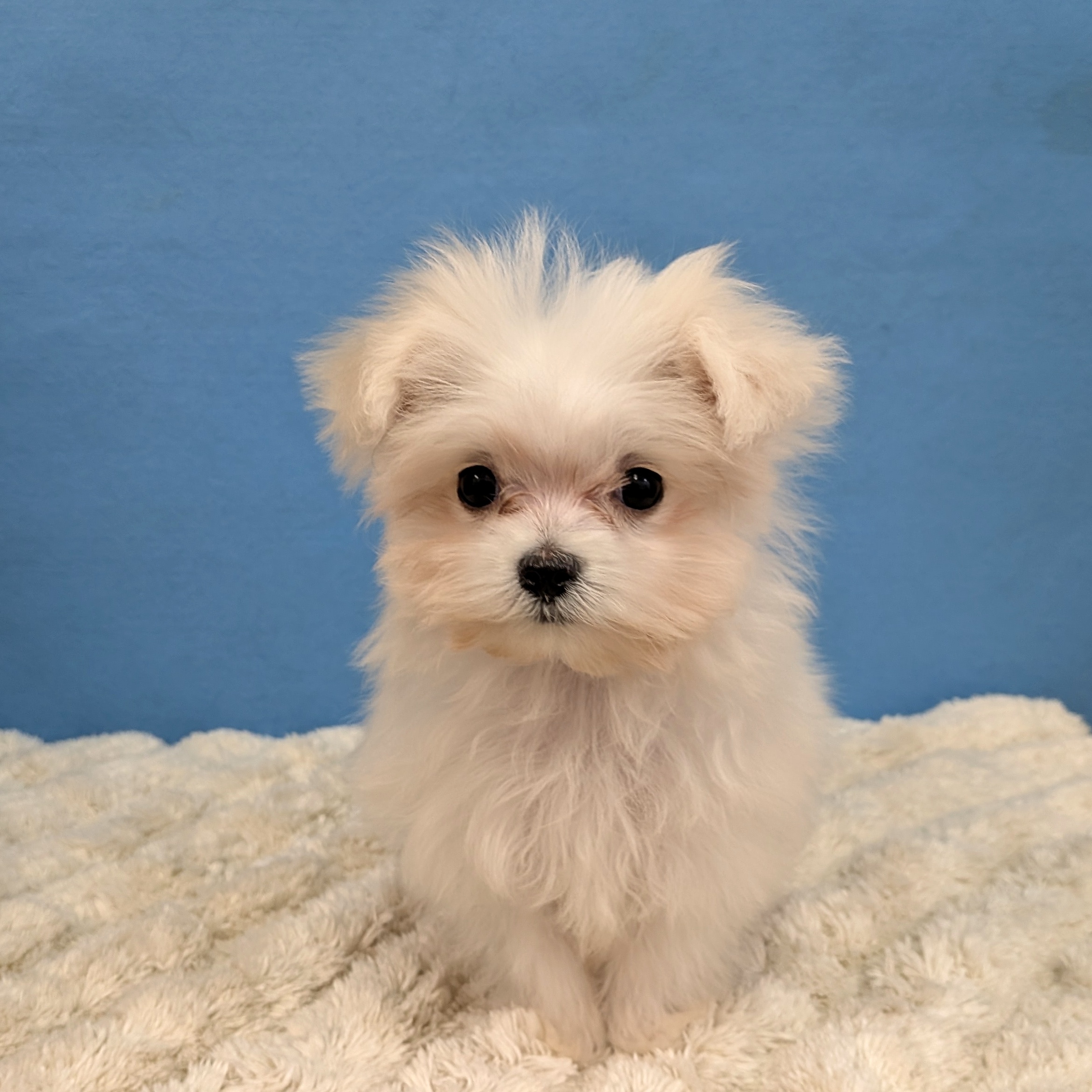 千葉県のマルチーズ (かねだい四街道店/2025年10月19日生まれ/男の子/ホワイト)の子犬の2枚目の画像