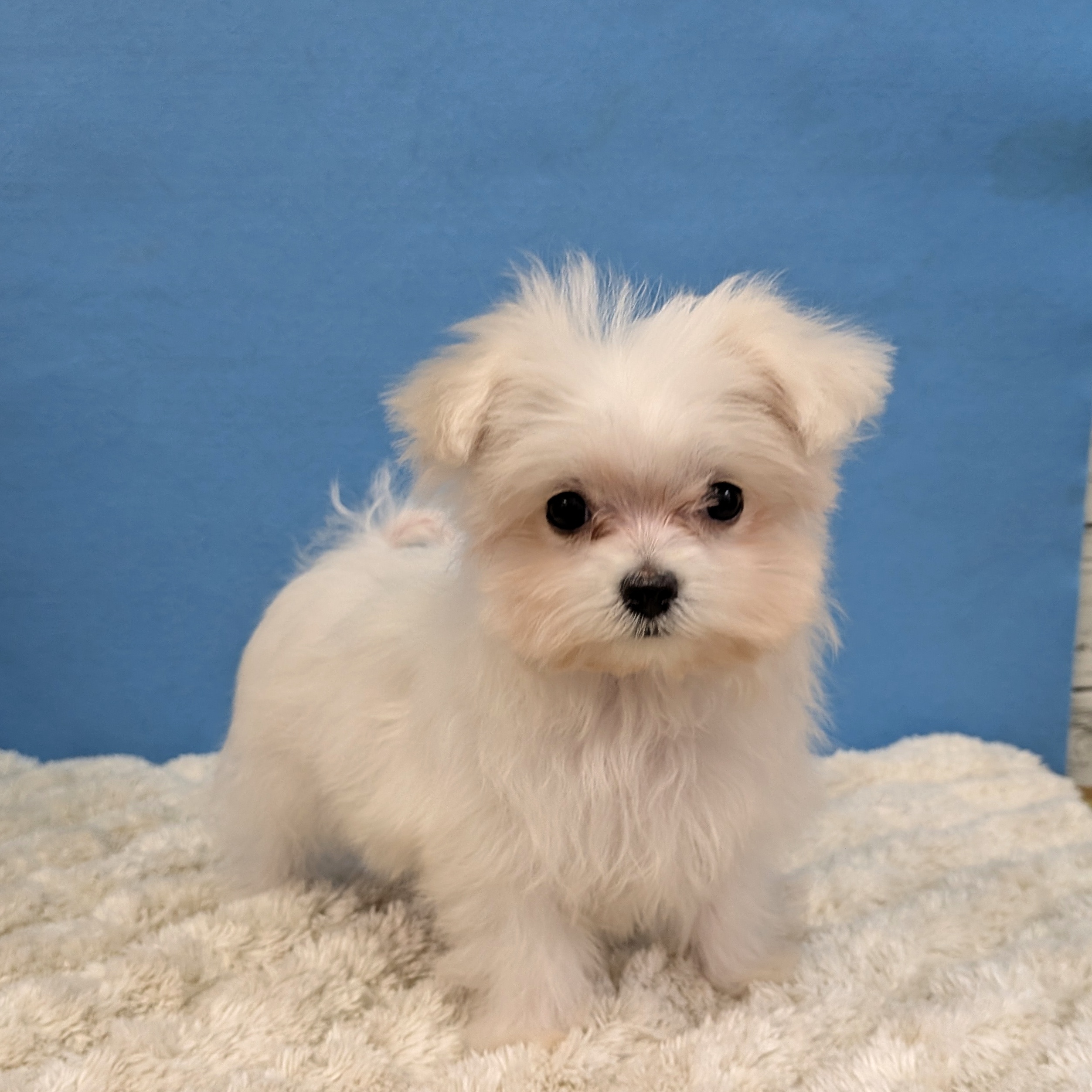 千葉県のマルチーズ (かねだい四街道店/2025年10月19日生まれ/男の子/ホワイト)の子犬の4枚目の画像